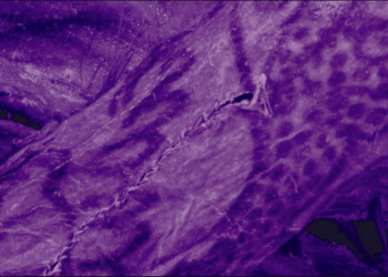 As tatuagens de 2.500 anos encontradas em múmia congelada