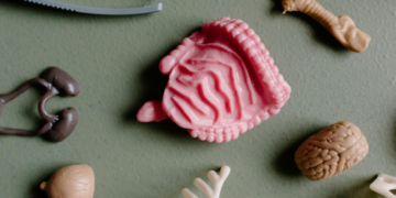 Miniórgãos criados em laboratórios “ganham vida” com vasos sanguíneos