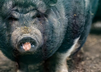 Javaporcos com carne azul neon revelam perigo oculto na Califórnia