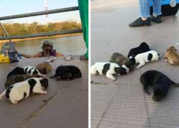 Protetores recebem ajuda de garis e livram filhotes de serem comidos por jacarés; veja fotos e vídeos