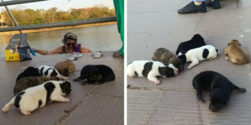 Protetores recebem ajuda de garis e livram filhotes de serem comidos por jacarés; veja fotos e vídeos