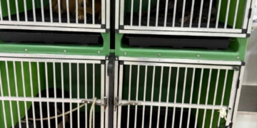 Polícia apreende cães que viviam com cadáver de cachorro e prende tutor