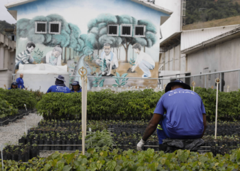 Programa no Rio de Janeiro usa detentos para reflorestar áreas de mata atlântica