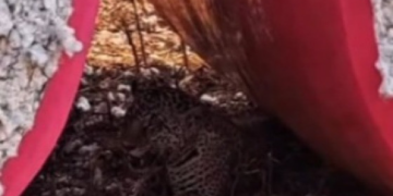 Onça-pintada é flagrada em lavoura de algodão em MT