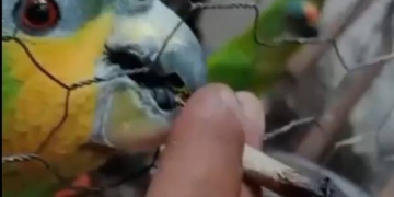 Homem é preso por dar maconha para papagaios