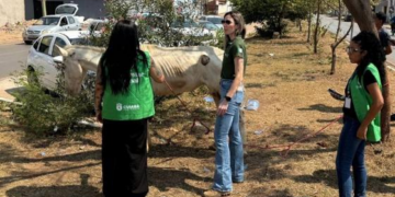Cavalo vítima de maus-tratos é resgatado em Cuiabá