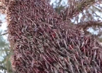 Panapanás, espichas, greis e outros bichos