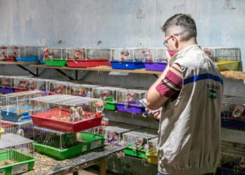 Saiba quem é a família presa por manter canil clandestino em Cuiabá