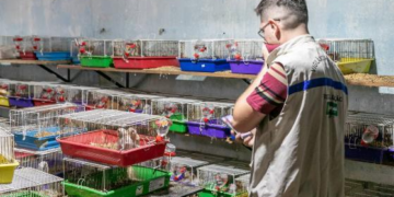 Saiba quem é a família presa por manter canil clandestino em Cuiabá