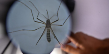 “Fábrica de mosquitos” instalada no Paraná: saiba o que é verdade e o que é boato
