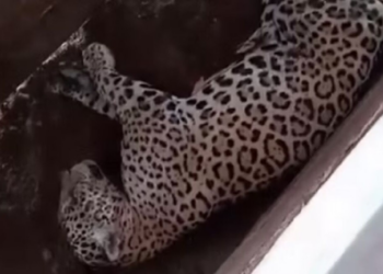 Onça-pintada é flagrada tirando soneca em curral de fazenda