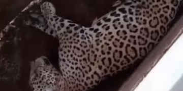 Onça-pintada é flagrada tirando soneca em curral de fazenda