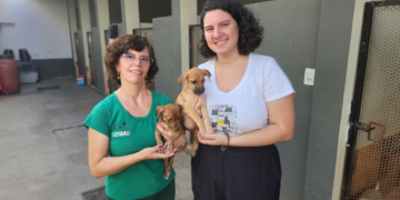 Lunaar: É preciso acabar com a ideia de só adotar filhotes, animais adultos se adaptam facilmente