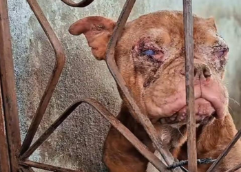 Polícia resgata 50 cachorros em canil clandestino com condições insalubres no Rio