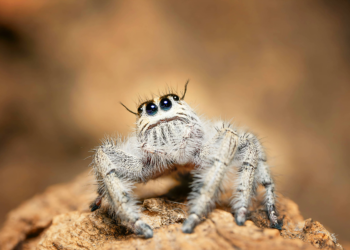Como o mundo se parece aos olhos de uma aranha