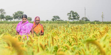 ONU celebra mulheres rurais como guardiãs do futuro comum da humanidade