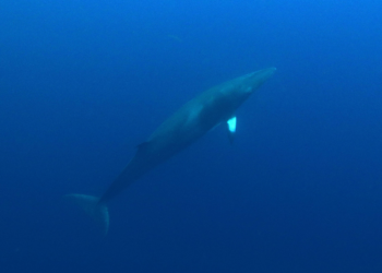 Baleias são os babuínos do mar