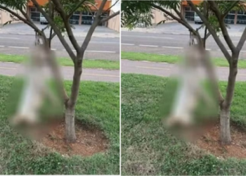 Idoso preso por matar Pitbull em Sorriso alega legítima defesa