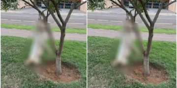 Idoso preso por matar Pitbull em Sorriso alega legítima defesa