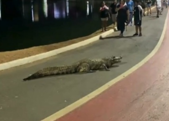 Jacaré “Celso” surpreende visitantes e interrompe caminhada; veja vídeos