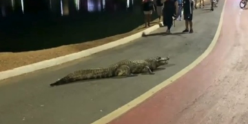 Jacaré “Celso” surpreende visitantes e interrompe caminhada; veja vídeos