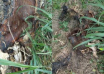 Morte de capivara famosa em cidade do PR é investigada pela polícia