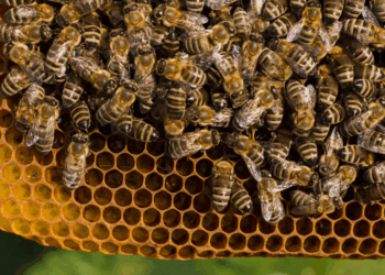 Mulher é atacada por enxame de abelhas em residência de Apucarana