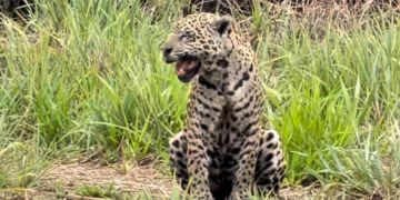 Vídeo mostra onça chamando filhotes