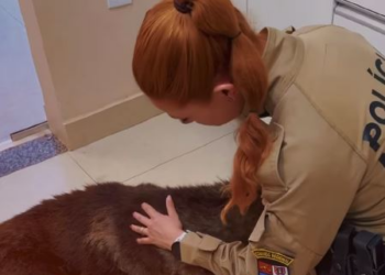 Despedida de cão policial que enfrentava câncer gera comoção no PR