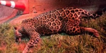 Onça-pintada tenta atravessar rodovia e morre atropelada em MT