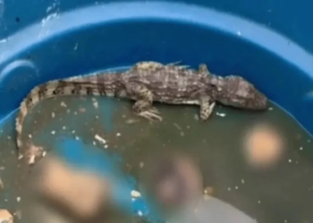 CV usa “jacaré do tráfico” para torturar rivais e sumir com corpos