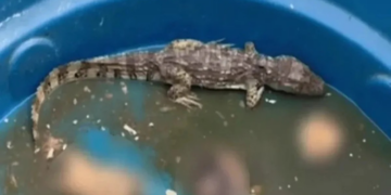 CV usa “jacaré do tráfico” para torturar rivais e sumir com corpos