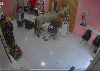 Cavalo entra em salão para se "admirar" no espelho; veja vídeo