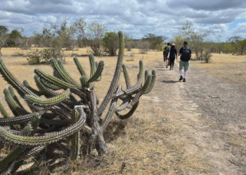 Nordeste cresce no cenário de longo percurso no Brasil