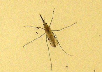 Mãe e filha morrem de malária após viagem internacional