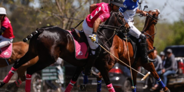 CRISPR: conheça os primeiros cavalos geneticamente editados do mundo