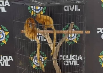Dupla que oferecia micos-leões no WhatsApp é denunciada pelo Ministério Público no RJ