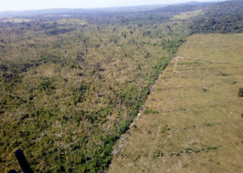 Pela segunda vez, países da UE adiam em 1 ano lei antidesmatamento e flexibilizam regras