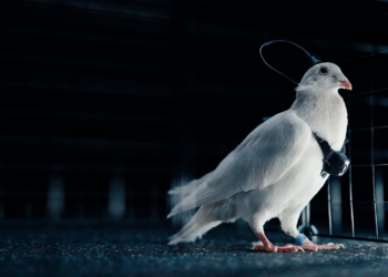 Empresa russa diz ter criado ‘biodrones’ com pombos controlados por chip cerebral; veja como funciona