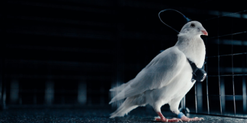 Empresa russa diz ter criado ‘biodrones’ com pombos controlados por chip cerebral; veja como funciona