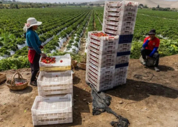 Como Peru transformou um dos desertos mais áridos do mundo em um centro de produção de alimentos