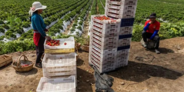 Como Peru transformou um dos desertos mais áridos do mundo em um centro de produção de alimentos