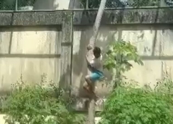 O homem entrou na jaula da leoa. E morreu