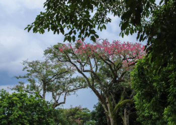 Último fim de semana da primavera terá altas temperaturas  e chuva
