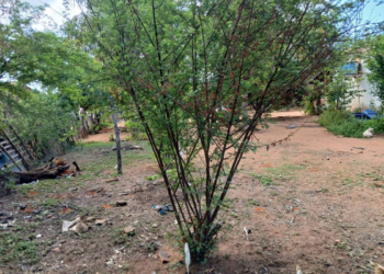 Indígenas tuxás percorrem 27 km para ter acesso à jurema sagrada, escassa com mudanças climáticas