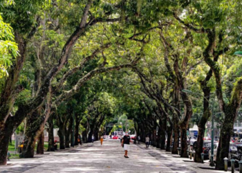 Veja quais são as cidades mais arborizadas do Brasil no ranking da Gazeta do Povo