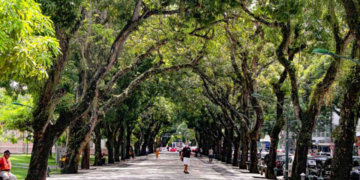 Veja quais são as cidades mais arborizadas do Brasil no ranking da Gazeta do Povo