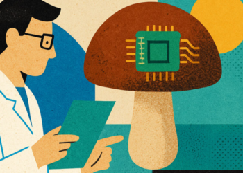 Pesquisadores conseguem fazer shitake funcionar como chip de computador