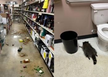 'Foi mal, tava doidão': guaxinim invade loja de bebidas nos EUA, bebe uísque e é encontrado desmaiado no chão do banheiro; veja FOTO