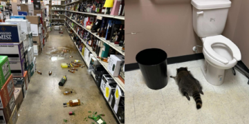 'Foi mal, tava doidão': guaxinim invade loja de bebidas nos EUA, bebe uísque e é encontrado desmaiado no chão do banheiro; veja FOTO